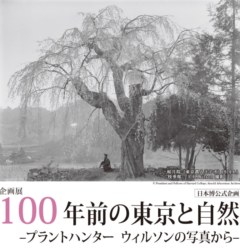100年前の東京と自然