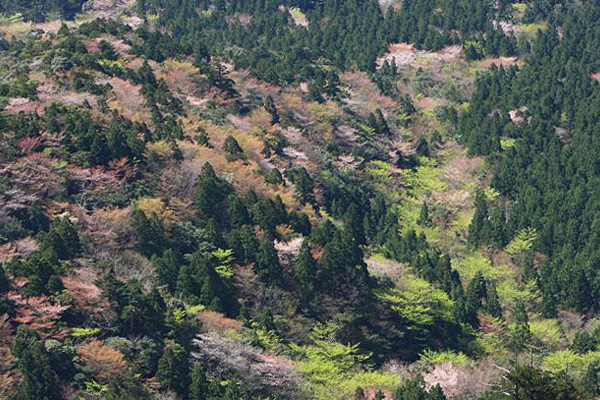 太鼓岩からの桜瞬景